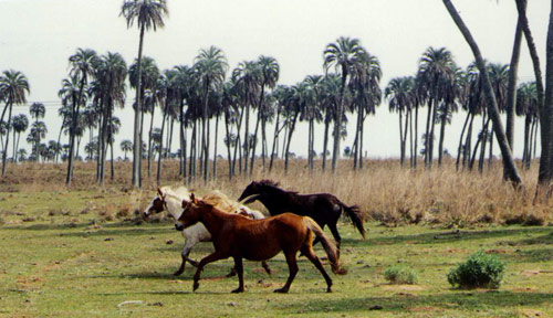 Parque Nacional El Palmar en Coln, Entre Ros