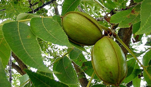 Nueces Pecan en Coln Entre Ros